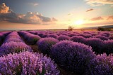 Fototapeta Kwiaty - Lavender field at sunset