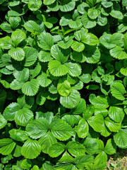 Wall Mural - 
Close up of strawberry leaf.