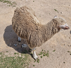 This is the back of a sheep with fluffy hair.