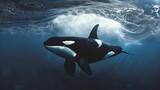 orca killer whale underwater