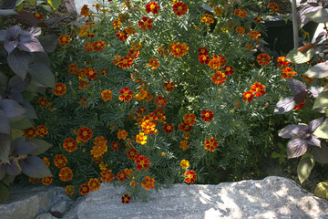 Wall Mural - Red marigold flowers in fall seasonal.