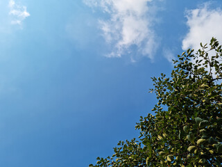 Canvas Print - Blue sky and trees with lush green leaves