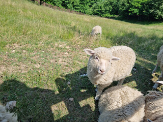 Wall Mural - These are baby sheep on the meadow.