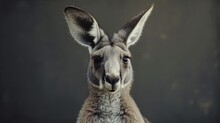 Portrait Of A Kangaroo