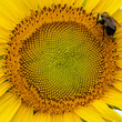 Bright Yellow Sunflower in a field close up
