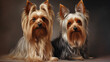 Compare yorkshire terrier and silky terrier