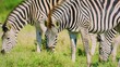 Zebras on grassland savanna in africa maasai mara national park kenya african wildlife and safari. African Landscape. Zebra in African Savannah in Masai Mara.