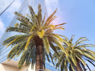 Wall Mural - Highrise buildings on a blue sky with palm tree