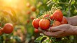 A hand collecting tomato from field with a big copy space and morning sunlight, Generative AI