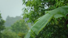 Raindrops Dripping From The Green Banana Leaves In The Garden.