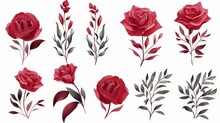Set Watercolor Elements Of Roses Collection Garden Red, Burgundy Flowers On White Background