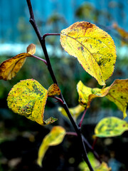 Wall Mural - bright yellow autumn leaves on a branch