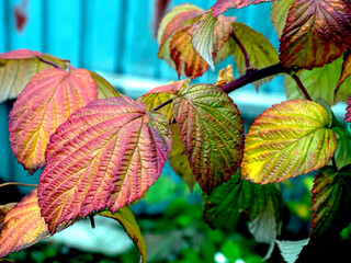 Wall Mural - bright yellow and red autumn leaves on a branch