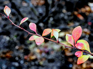 Wall Mural - bright yellow and red autumn leaves on a branch