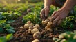 An agriculturalist gathers potatoes from the earth's surface, big copy space, Generative AI.
