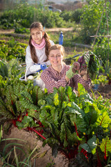 Wall Mural - Smiling family farmers, mother with her daughter teenage holding a bunch of freshly harvested beets on the field