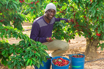 Sticker - Farm worker gathering crop of red fresh cherry at the farm