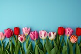 Fototapeta Tulipany - Colorful blooming tulips on blue background.