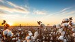 cotton fields ready to be harvested .Golden sunset background