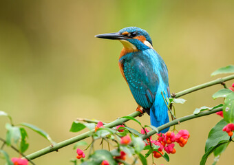 Poster - European Kingfisher ( Alcedo atthis ) close up