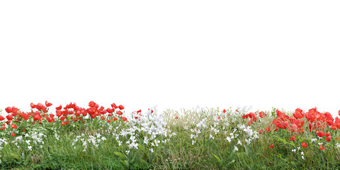 Wall Mural - Flowers and grass cut out on transparent background.3d rendering png