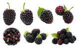 Blackberry Blackberries bramble fruit, many angles and view side top front heap pile bunch isolated on transparent background cutout, PNG file. Mockup template for artwork graphic design