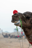 Fototapeta  - Puskar Festival at Rajasthan India. Camel silout pictures