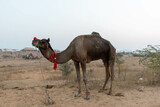 Fototapeta  - Puskar Festival at Rajasthan India. Camel silout pictures