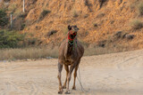 Fototapeta Zwierzęta - Puskar Festival at Rajasthan India. Camel silout pictures