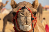 Fototapeta Zwierzęta - Puskar Festival at Rajasthan India. Camel silout pictures