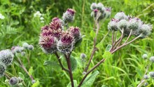 Large Herbaceous Medicinal Plant Burdock Arctium. Burdock Consist Of Big Green Buds, Pointy Leaves, Purple Flowers Blooming In Summer Field. Flower Burdock Arctium Used For The Treatment Of Health.