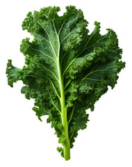 Isolated fresh green kale leaves on a white background representing a healthy and organic vegetable