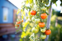 Tomatoes Ripening On Organic Vine In Sunlight