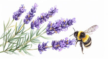 A Honey Bee Sits On A Lavender Flower. Illustration, Watercolor Drawing Of A Bee In Nature. Postcard, Natural Background, Cover
