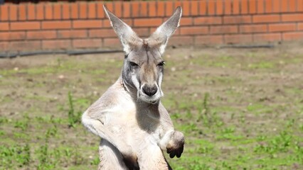 Wall Mural - Great red kangaroo (macropus rufus) close up, slow motion