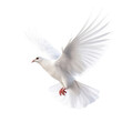 © Sim - a flying white dove of peace  on transparency background PNG