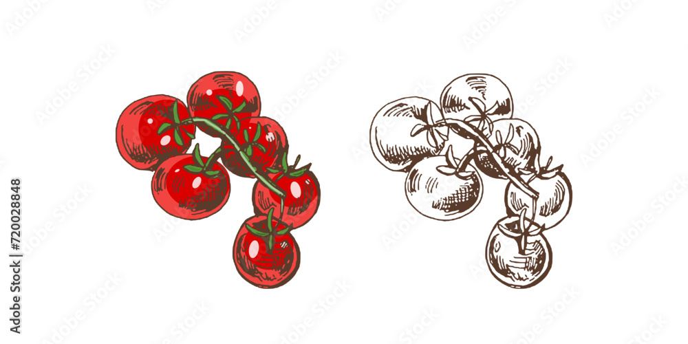 Hand-drawn colored and monochrome vector sketch of cherry tomatoes on ...
