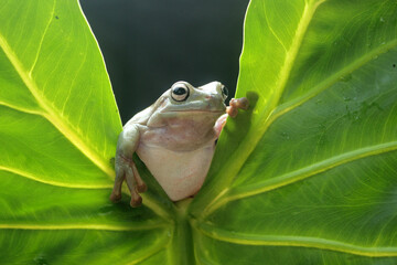 Wall Mural - frog, green frog, dumpy frog, a cute green frog is peeking out from behind the leaves
