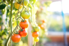 Tomatoes Ripening On Organic Vine In Sunlight
