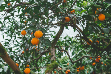 many tangerines growing on a tangerine tree in the garden