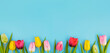 © henjon - Colorful spring tulip flowers isolated on a blue background with copy space.