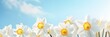 Spring flowers banner, background. White daffodils flowers banner with copy space