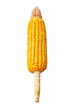 Mature corn cob isolated on white background