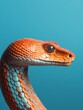 Close up photo of a snake