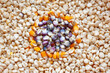 Yellow and purple corn grain background