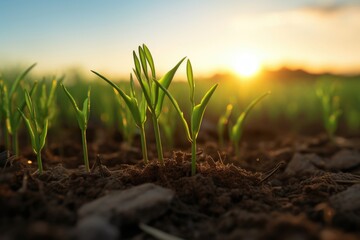 Wall Mural - Growing young wheat and rye sprouts in a field.