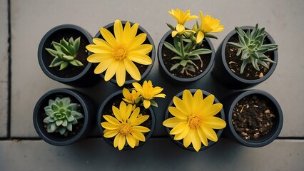 Wall Mural - Top view of yellow flower plants in black plastic plant pots from Generative AI