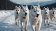 A pack of white antartic huskies on cold ice winter landscape background from Generative AI