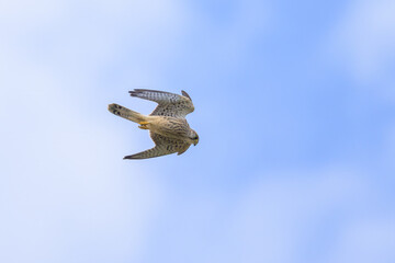 Poster - A Common Kestrel in flight on a sunny day in summer