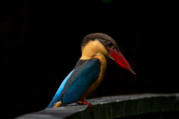 Wall Mural - Close up image of Stork-billed kingfisher perching on the wooden bridge.